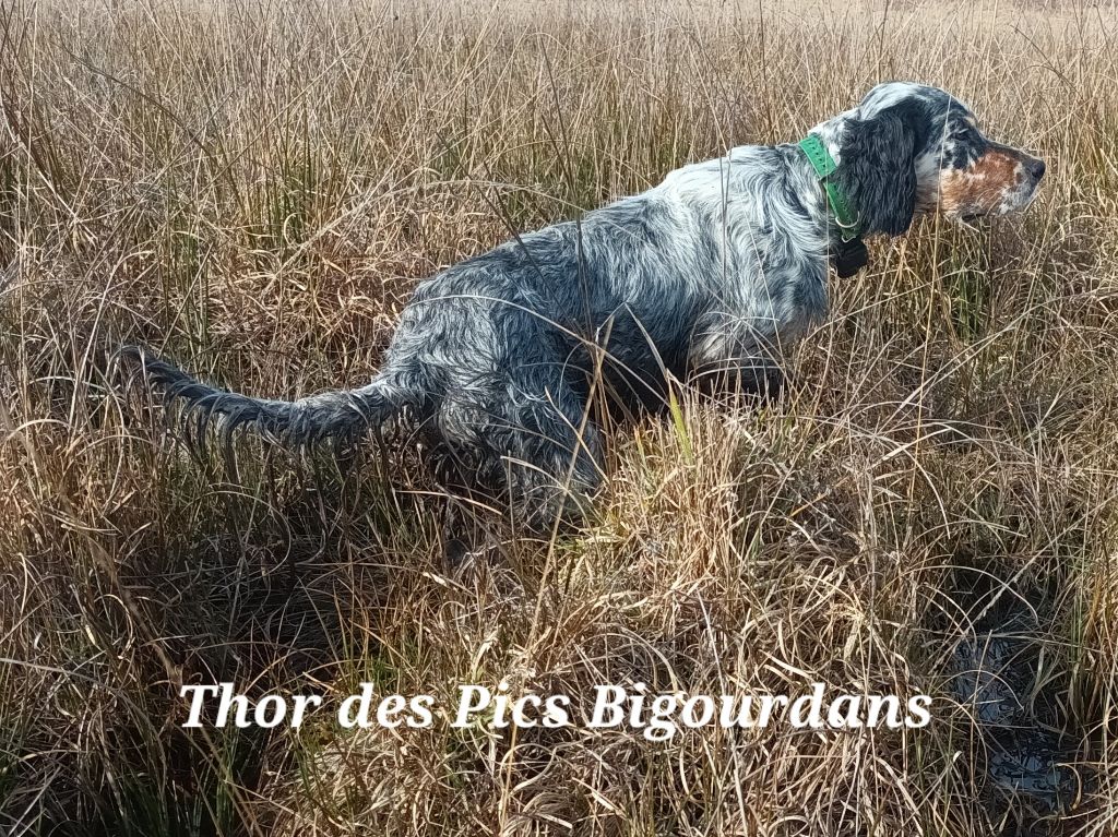 Thor Des pics Bigourdans