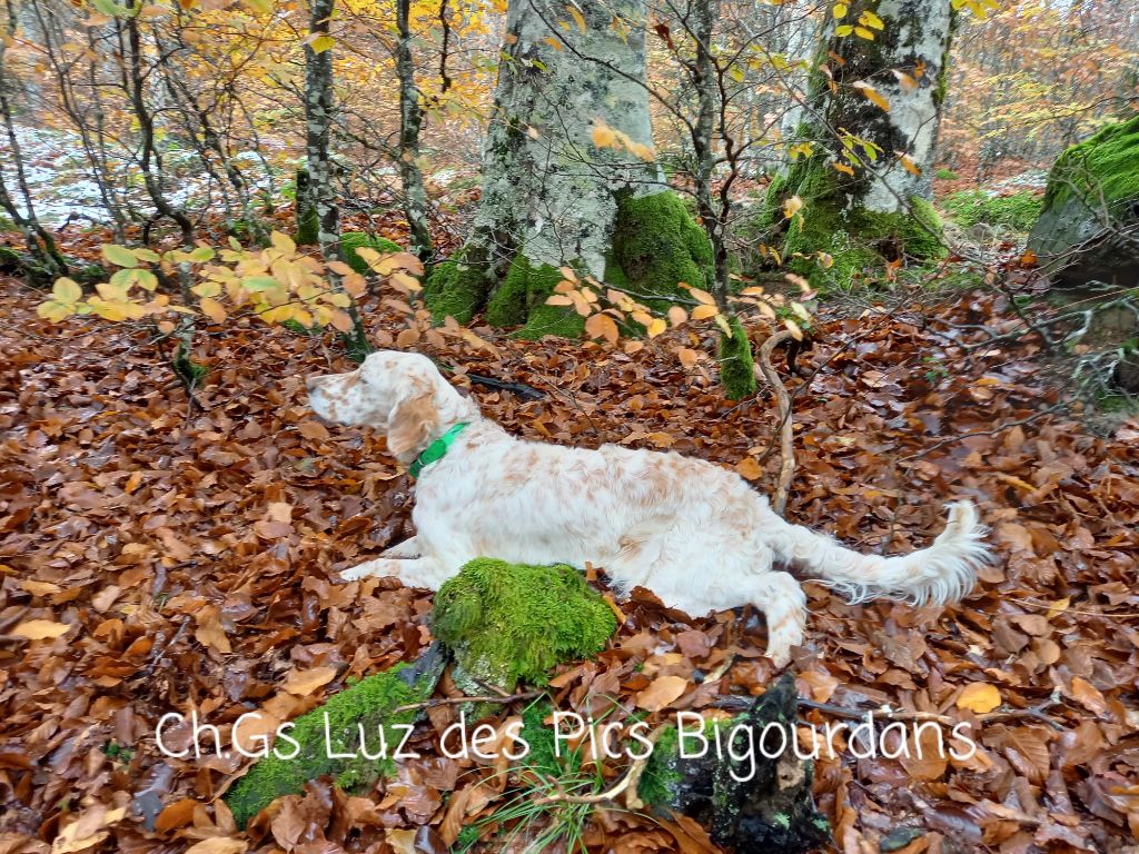 Des pics Bigourdans - Concours Forêt de Brotonne , Luz fait le CAC !