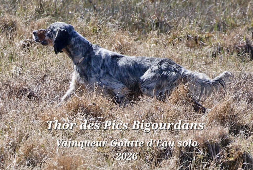TR. Thor Des pics Bigourdans