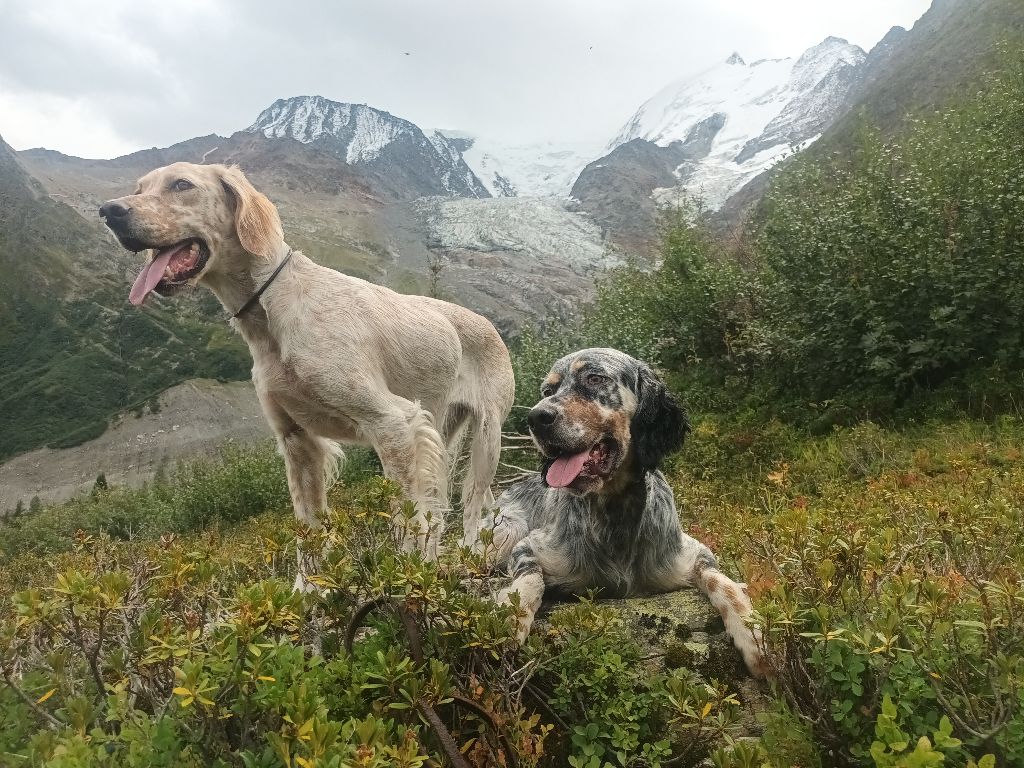 Concours Gibier Montagne Alpes 2025